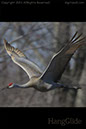 Sand Hill Crane-HangGlide