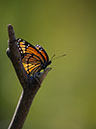 Monarch Upward