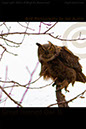 Great Long Horned Owl- Perched