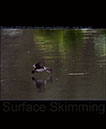 Barn Swallow Skimming