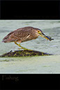 Night-Heron-Juvenile3