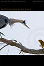 Heron vs Squirrel