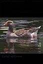 Greylag Goose