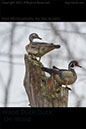 Wood Duck Duck