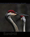 SandHill Crane in Portrait