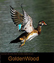 Wood Duck Lift Off