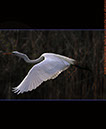 White Egret InFlight I