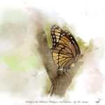 Monarch Butterfly Art Prints