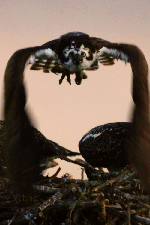 Osprey-Attack-michigan - Photo by Ike Austin