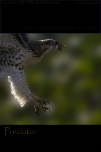 Wild Life Pictures  - Red Tailed Hawk Michigan