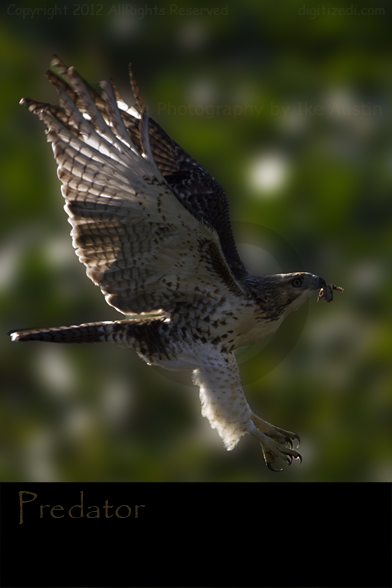 Wild Life Pictures  - Red Tailed Hawk - Michigan Photography by Ike Austin