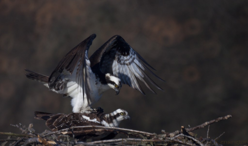 Osprey Mating Pair - Michigan Bird