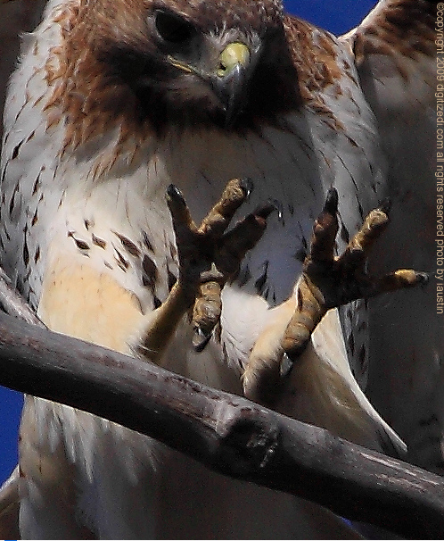 Red-tailed Hawk Michigan