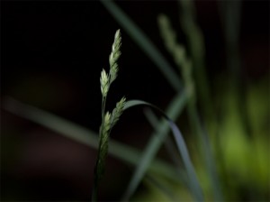nature photography by ike austin - blade of grass