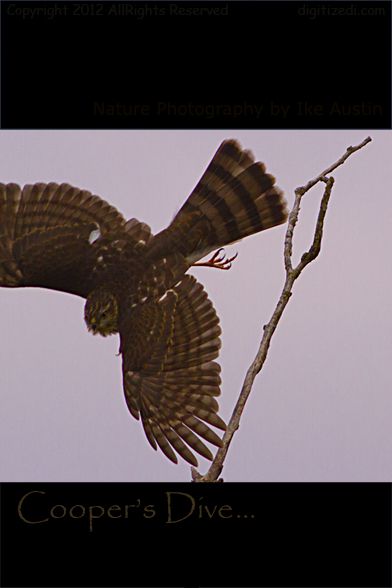 Cooper's Hawk Michigan Bird