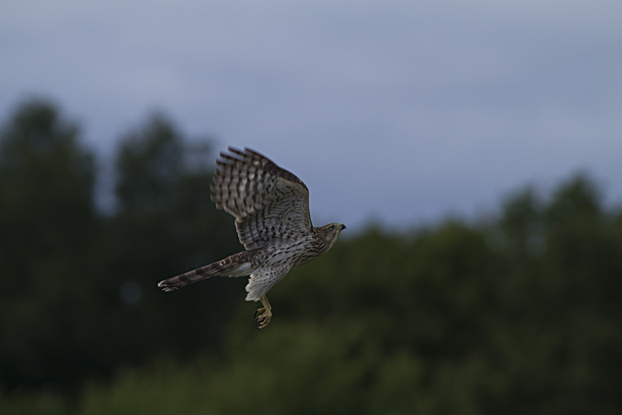 Coopers Hawk - Nature Photography