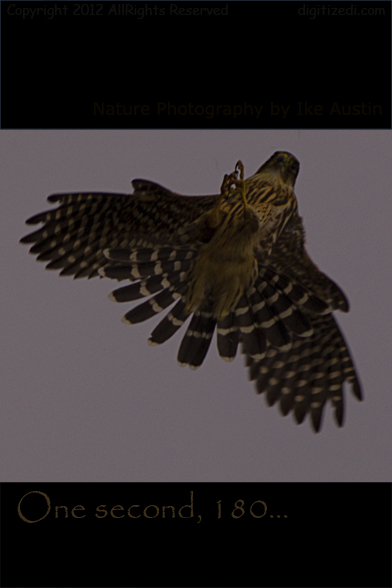 Coopers Hawk inflight 180 Michigan Birds - Photo by Ike Austin
