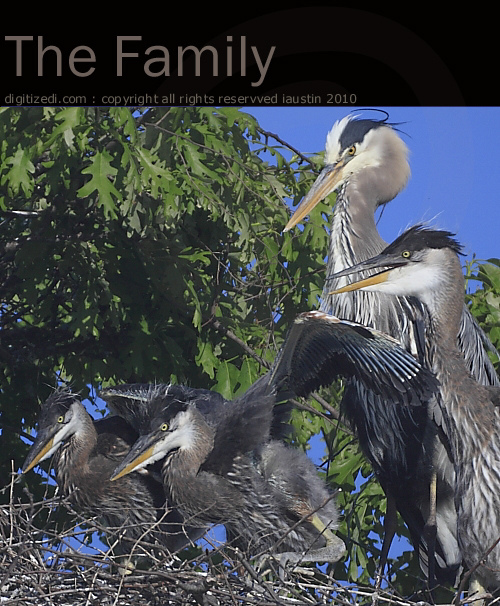 Great Blue Heron - The Family 