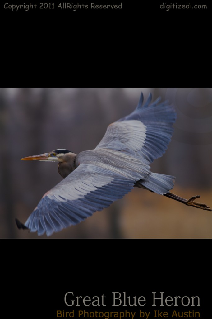 Great Blue Heron Michigan Bird Low Glider