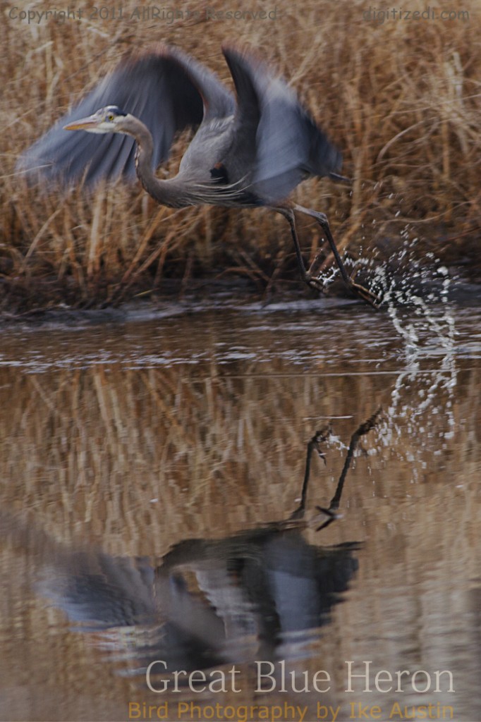 Great Blue Heron Michigan Bird -Hang Glide 