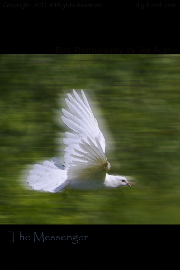 White Dove - Message in the Wind - Photo by Ike Austin