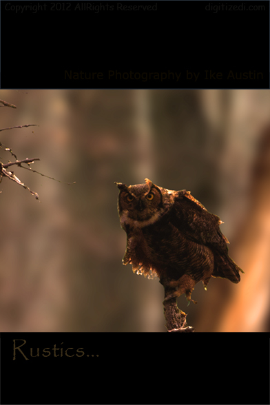 Birds Photography - Great Horned Owl - Photo by Ike Austin