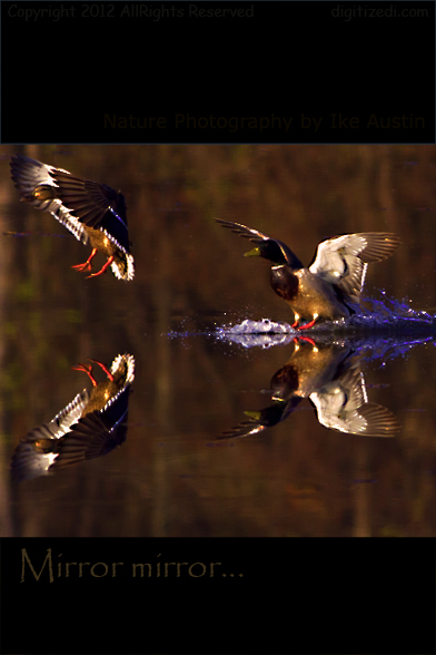Bird Photpgraphy - Mallard Ducks