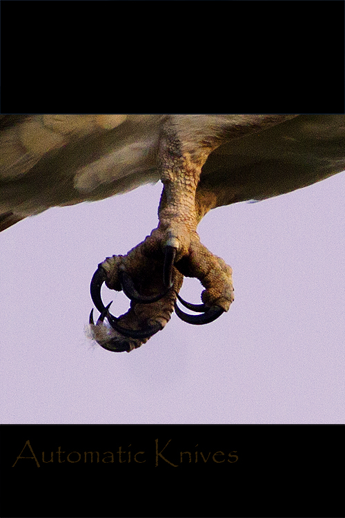 Birds Photography - Osprey - Photo by Ike Austin