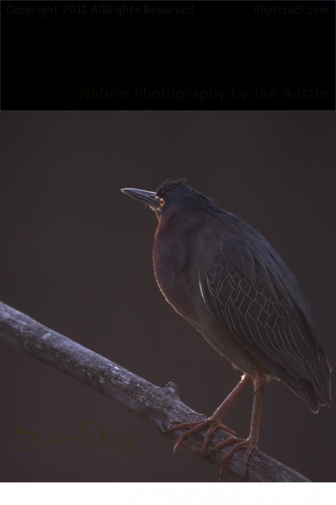 Birds Photography - Green Heron - Photo by Ike Austin