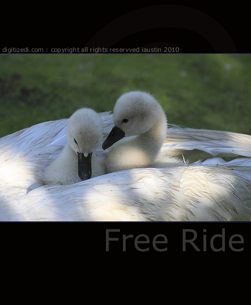 Bird Photographs - Swan