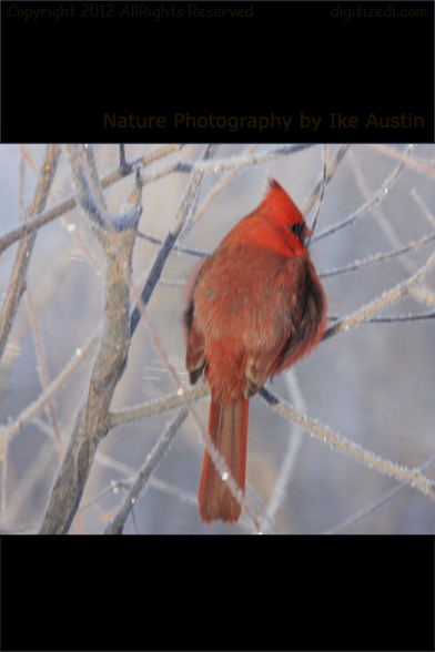 Michigan Red Cardinal