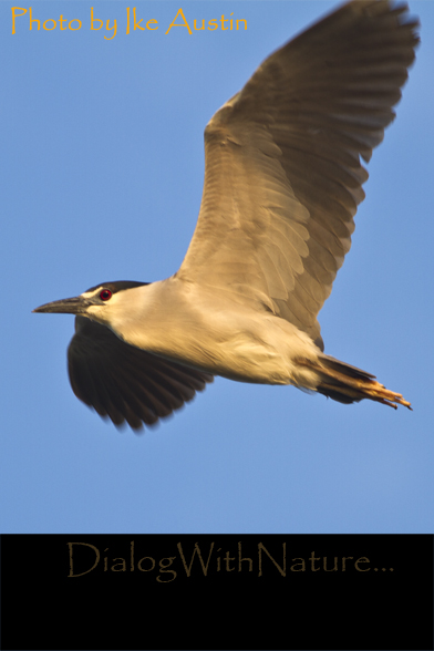 black crown night heron in flight