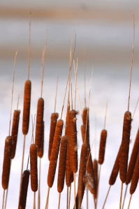 Stoicism - Cattails - In silence I hear useful truths.
