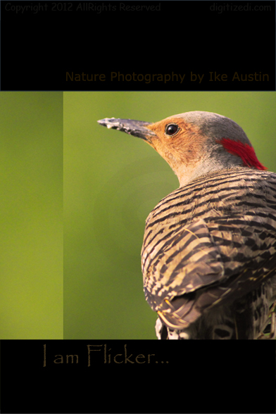 Northern Flicker - Woodpecker Michigan -