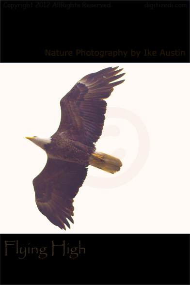Michigan Bald Eagle