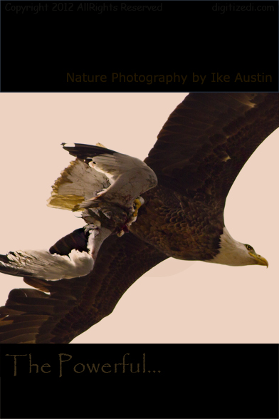 Nature Photography Michigan Bald Eagle