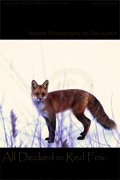 Red Fox - Michigan