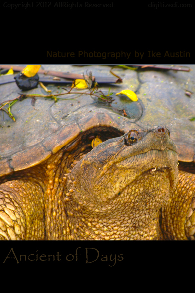 Ancient of Days - Snapping Turtle