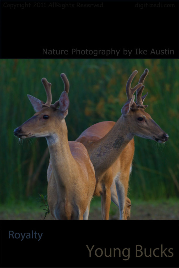 Deer YWhite-tailed Deer - Michigan, Young Bucks