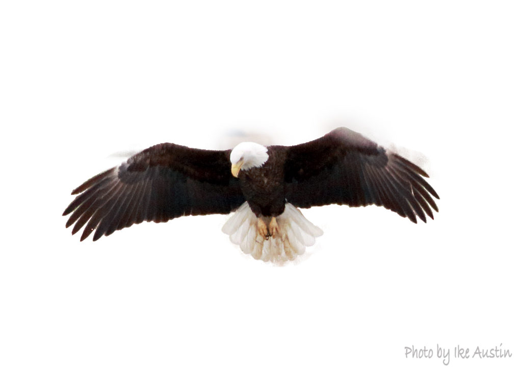 Bald Eagle Hovering
