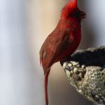 Red Cardinal - Photo by Ike Austin